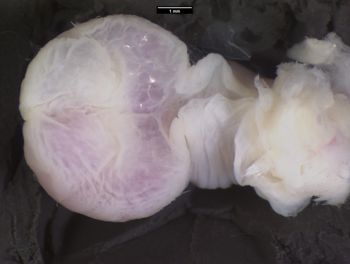 Media type: image;   Herpetology R-121115 Aspect: sulcate